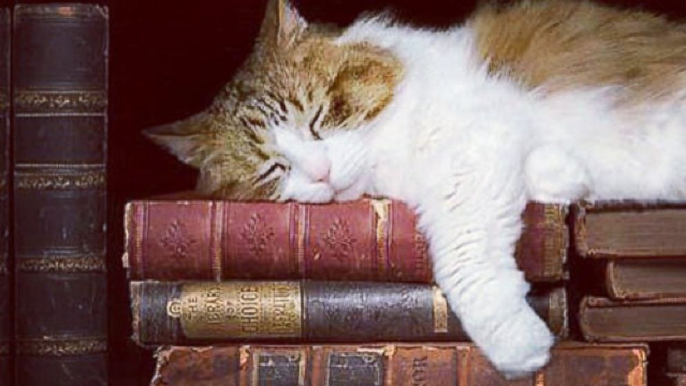 A cat napping on books.