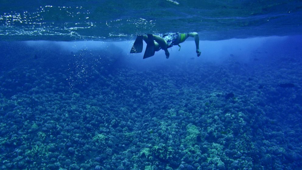 A snorkeler is seen in Maui, Hawaii.