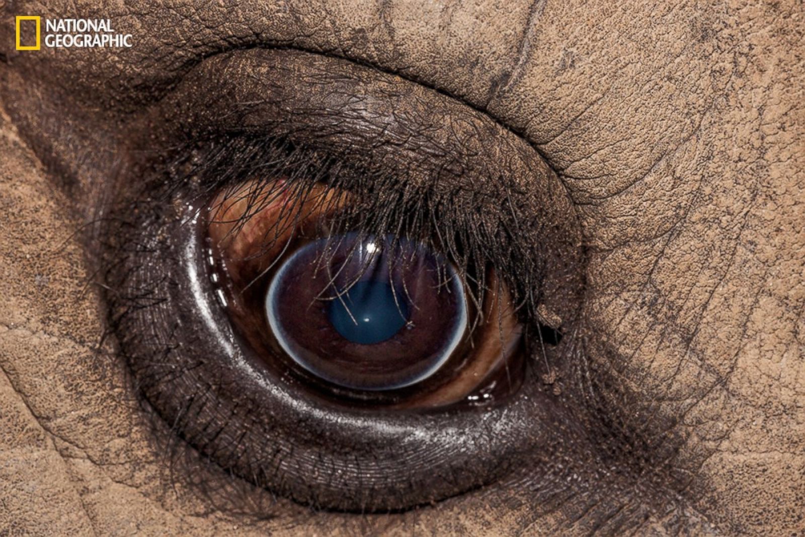 Название животного глаза. Глаза животных. Необычные глаза животных. Зрачки животных. Глаза животных крупным планом.
