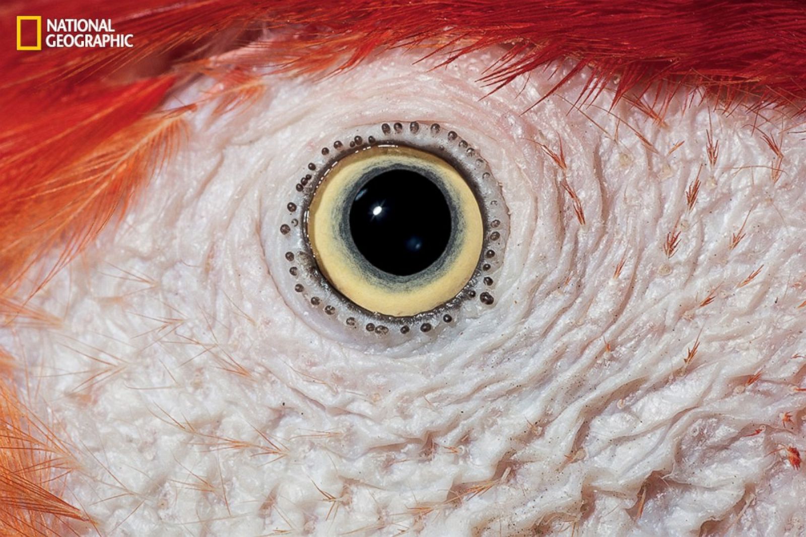 Цвет глаз птиц. Глаза животных. Глаз птицы. Зрачки птиц.