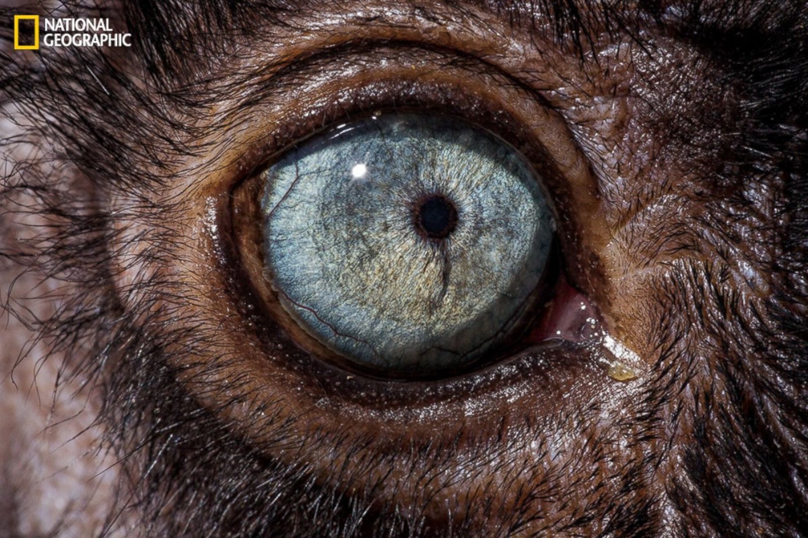 Название животного глаза. Глаза животных. Зрачок волка. Макросъемка глаза. Удивительные глаза животных.