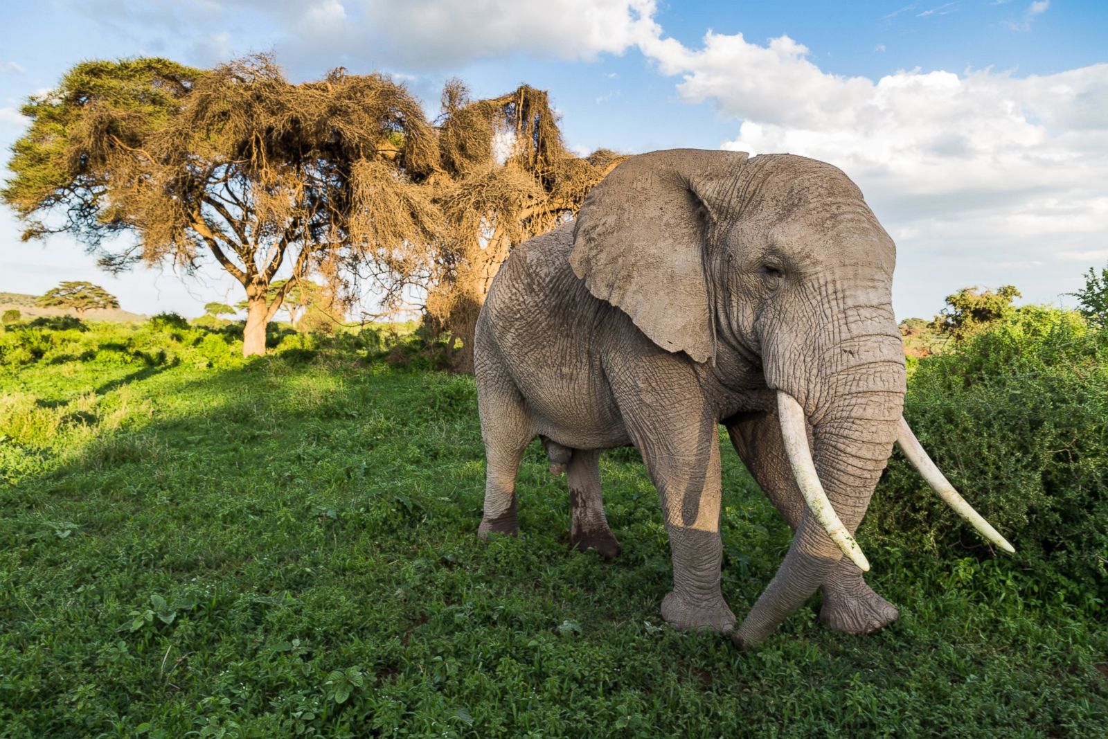 national geographic photo safari