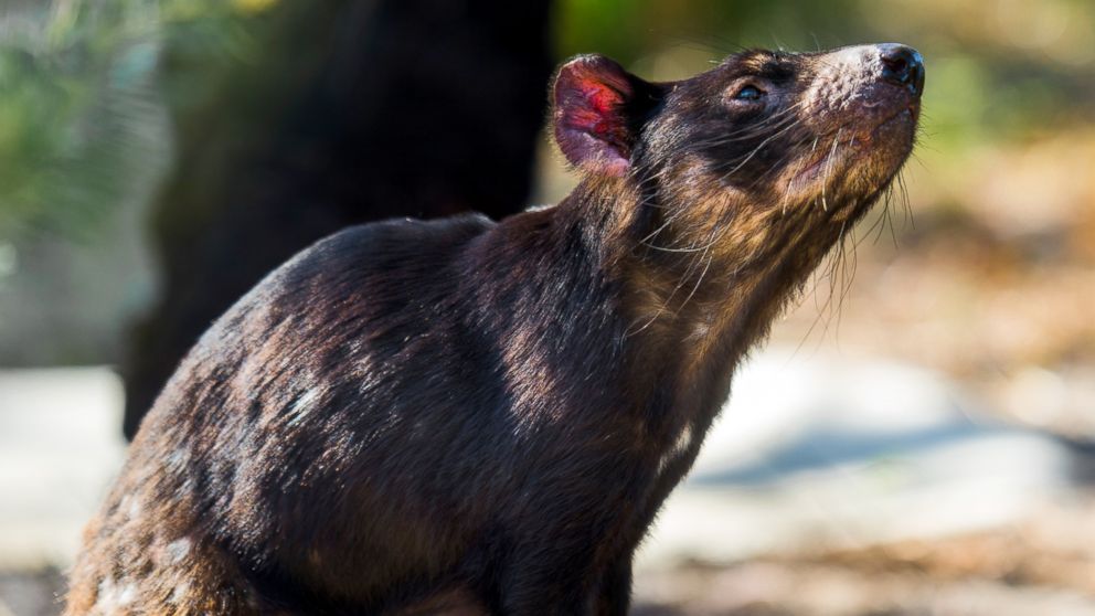 The luxury Saffire Freycinet hotel is on a mission to save the Tasmanian Devil from a contagious form of facial cancer. 