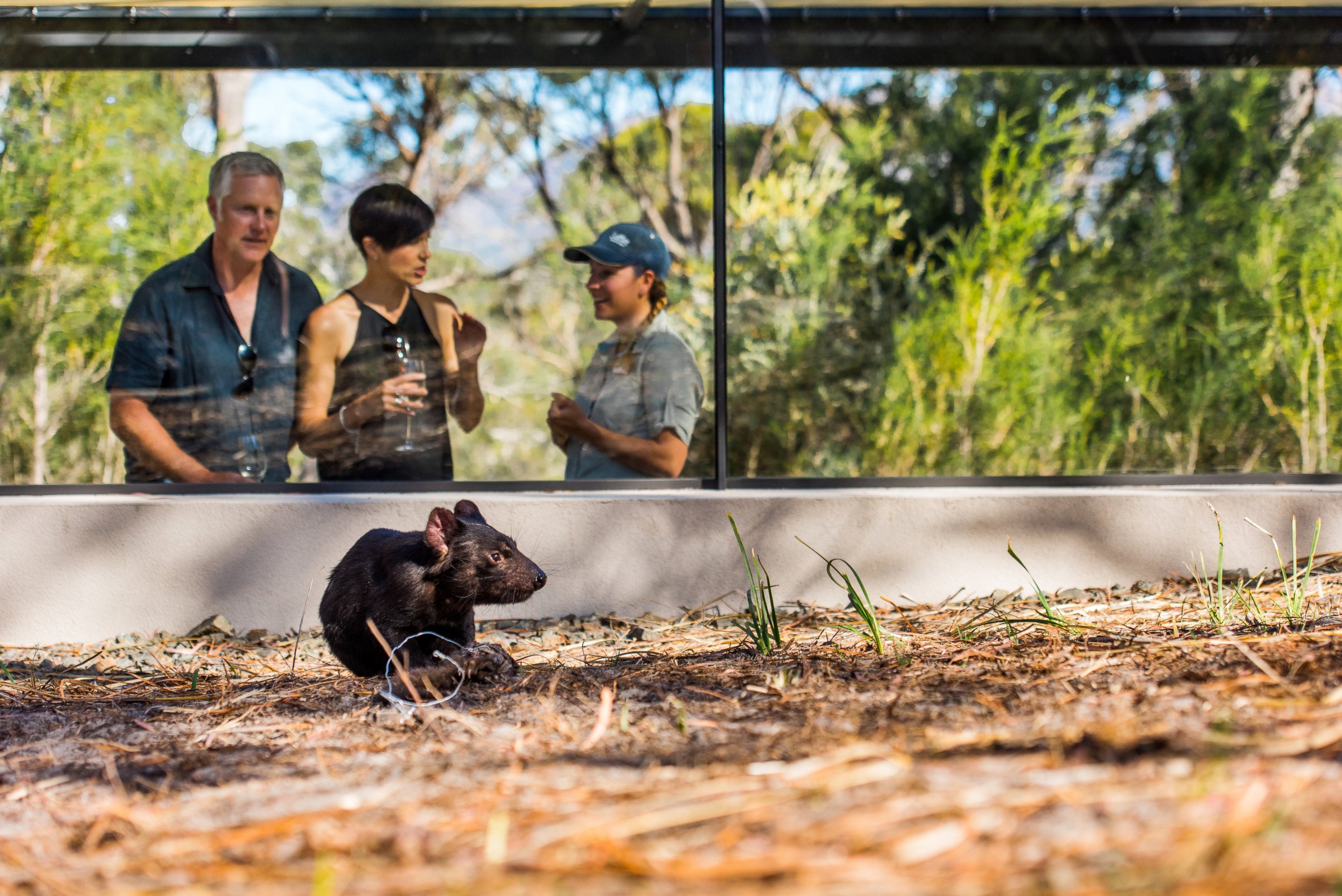 PHOTO: The luxury Saffire Freycinet hotel is on a mission to save the Tasmanian Devil from a contagious form of facial cancer. 