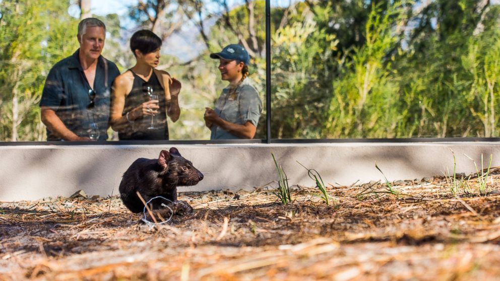PHOTO: The luxury Saffire Freycinet hotel is on a mission to save the Tasmanian Devil from a contagious form of facial cancer. 