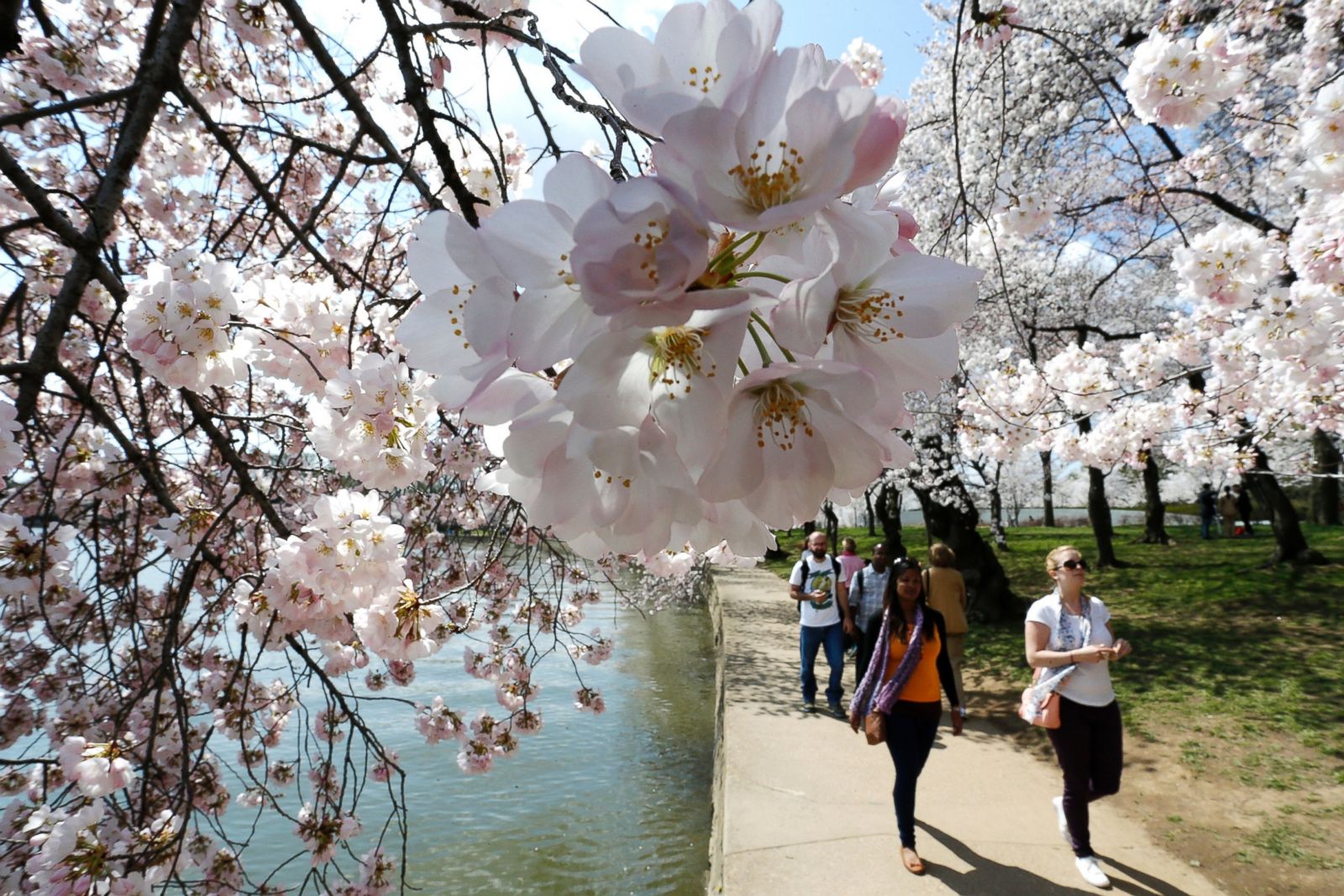 cherry blossom com online asian