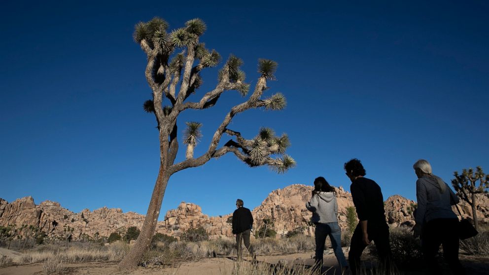 FILE - In this Jan. 10, 2019 photo, people visit Joshua Tree National Park in Southern California's Mojave Desert. The California Fish & Game Commission is holding a hearing on Wednesday, June 15, 2022, to consider whether to list the western Joshua 