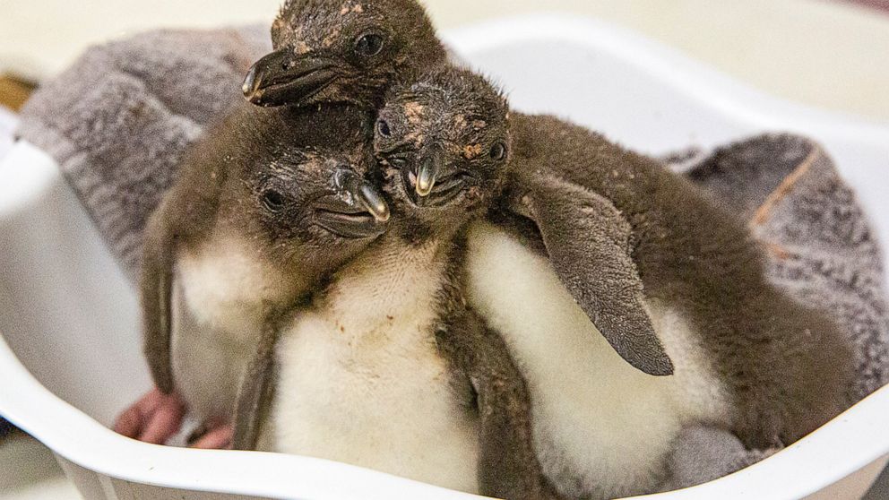 In this undated photo provided by the Kansas City Zoo, three Macaroni penguin chicks are cared for just days after their birth at the zoo in Kansas City, Kansas. For the first time in the zoo's 110-year history, the zoo is home to Macaroni penguins f