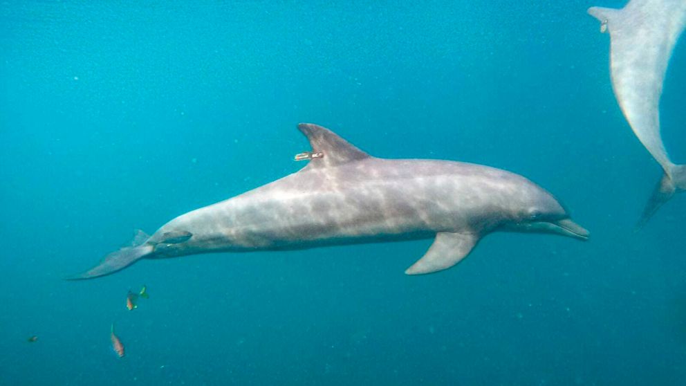 Rescued dolphins swim free from Indonesia sanctuary