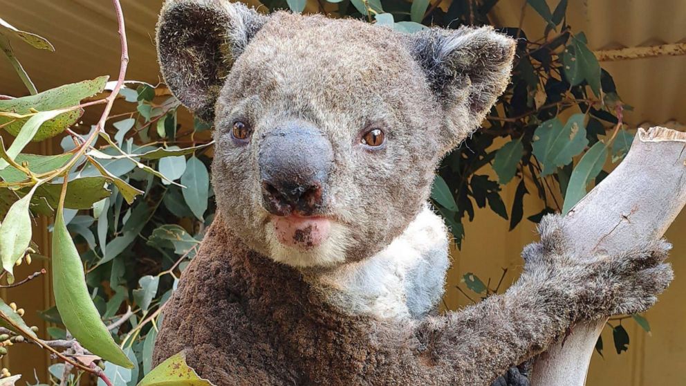 Wildfires Threaten Unique Critters On Australian Galapagos Abc News