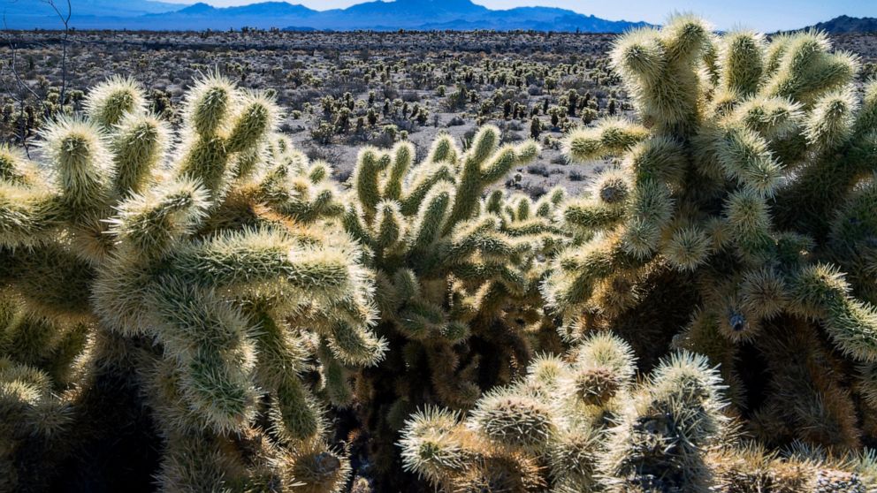 Teddybear Chollas are seen within the proposed Avi Kwa Ame National Monument on Friday, Feb. 12, 2022, near Searchlight, Nev. President Joe Biden told a gathering of tribal leaders in Washington on Wednesday, Nov. 30, 2022, that he intends to designa