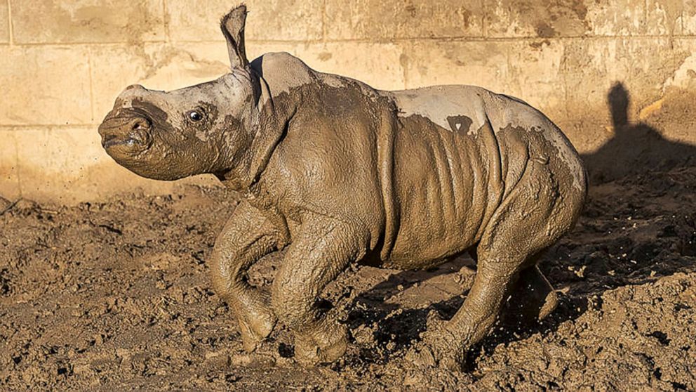 This Monday, Dec. 9, 2019 photo from the San Diego Zoo shows a 19-day old white rhino that has been named Future for what the baby represents to rhino conservation worldwide, at San Diego Zoo Safari Park in Escondido, Calif. The calf is bonding with 