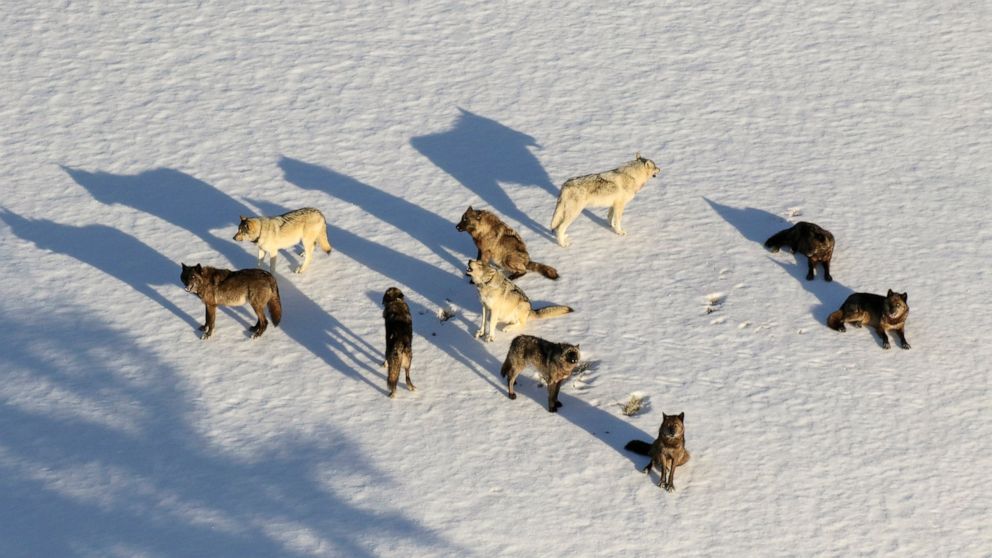 FILE - In this aerial file photo provided by the National Park Service is the Junction Butte wolf pack in Yellowstone National Park, Wyo., on March 21, 2019. A Montana judge has temporarily restricted wolf hunting and trapping near Yellowstone and Gl