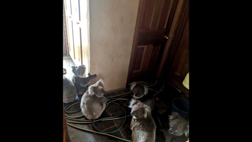 In this Dec. 20, 2019, photo taken and provided by Adam Mudge, koalas sit inside a home in Cudlee Creek, South Australia, after being rescued from fires at a garden. Local firefighters assigned to protect a property from an approaching fire in South 