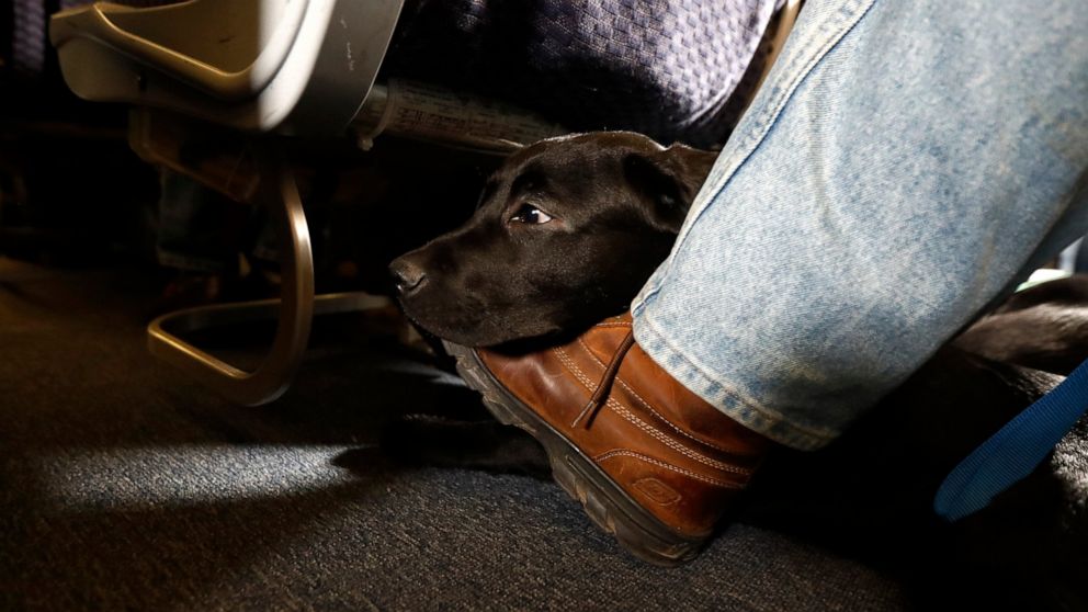 US tightens definition of service animals allowed on