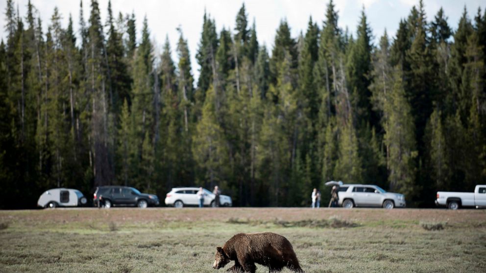 FILE -- In this May 13, 2016, photo, tourists and photographers gather to watch a boar grizzly forage near Pilgrim Creek Road in Grand Teton National Park, Wyo. Environmental groups on Thursday, Nov. 10, 2022, hailed a decision by the Biden administr