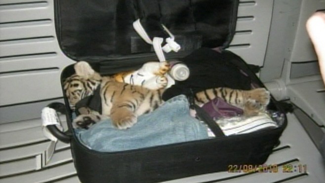 tiger check in baggage