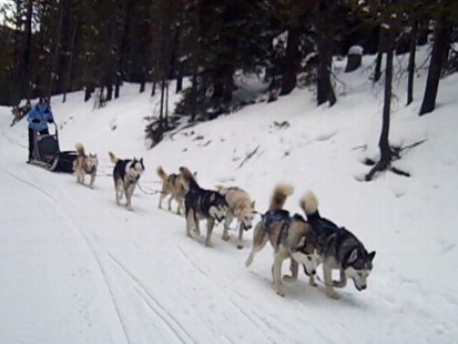 Video: Dog sledding instructor explains how the dogs are arranged.