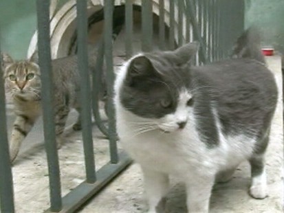 VIDEO: 60 cats live with art at The State Hermitage in St. Petersburg, Russia.