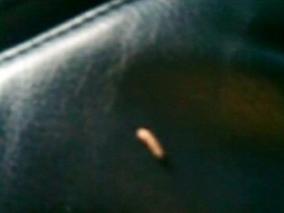 VIDEO: A US Airways plane returns to the gate after maggots fall from an overhead bin.