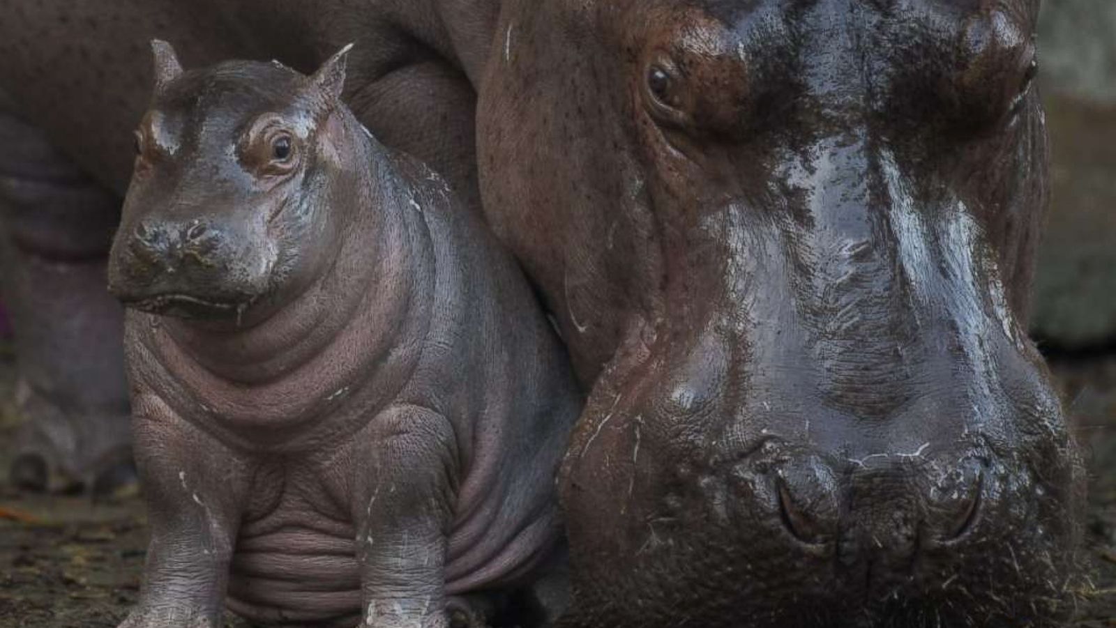 PHOTO:Walt Disney Resort revealed on Feb. 21, 2018 that baby Nile hippopotamus was born last month at Disney’s Animal Kingdom in Lake Buena Vista, Fla.