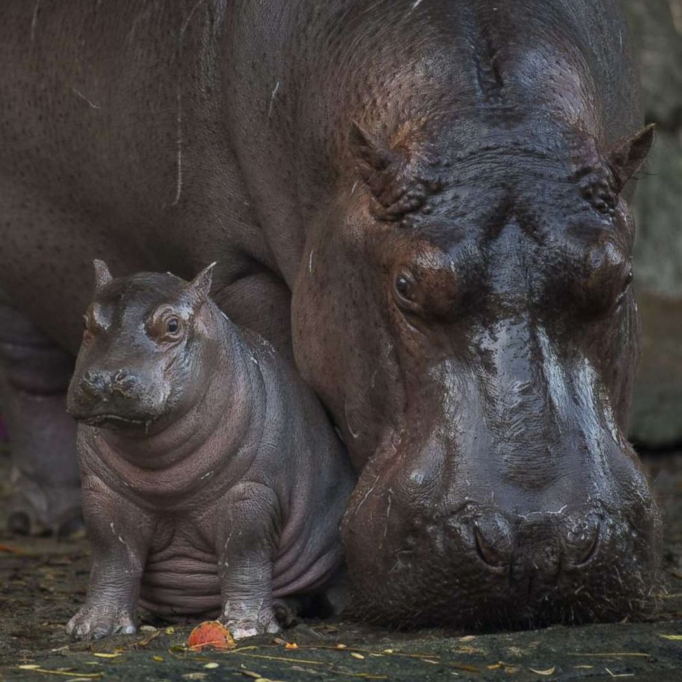 It's a . . . Disney reveals gender and name of new baby hippo - ABC News