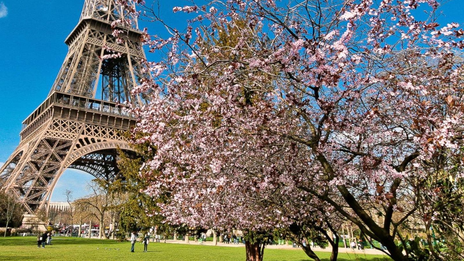 PHOTO: The Eiffel Tower from the Champs de Mars park in spring time with cherry blossom, in this undated stock photo, in Paris.