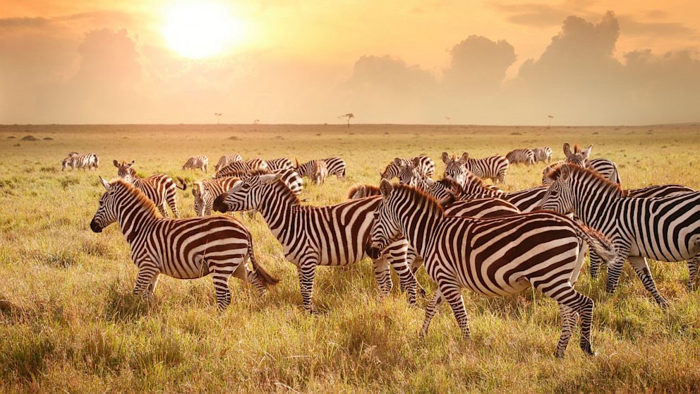 Bookings to Tanzania have increased 50 percent over last year, with travelers taking advantage of lower fares, according to CheapOair.com
