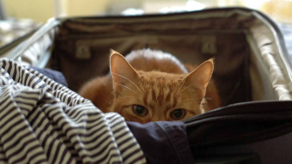 Man Tries to X-Ray Cat at Airport Security in Los Angeles - ABC News