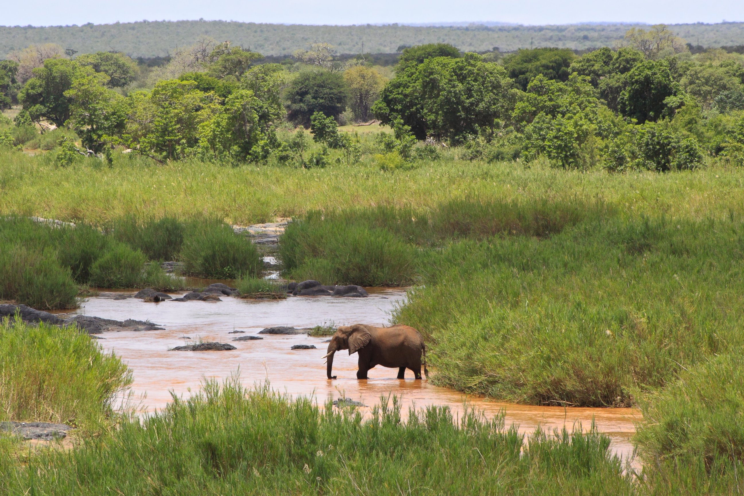 PHOTO: Elephant on the Olifants River in Kruger National Park, South Africa. 