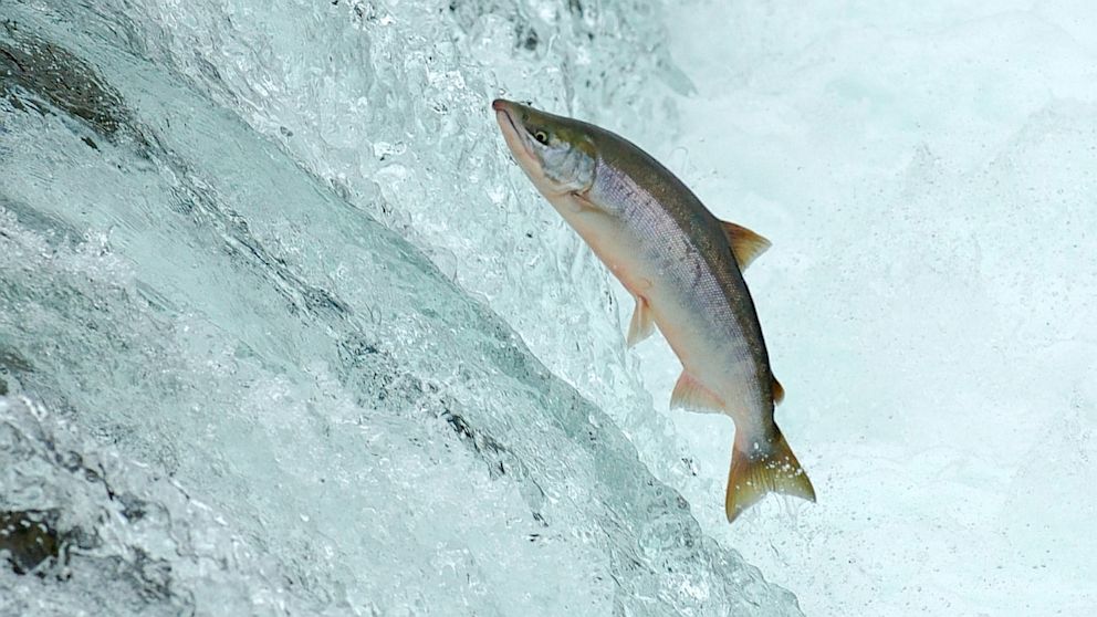 During spawning season, you can see salmon jumping out of the water as they try to swim upstream.