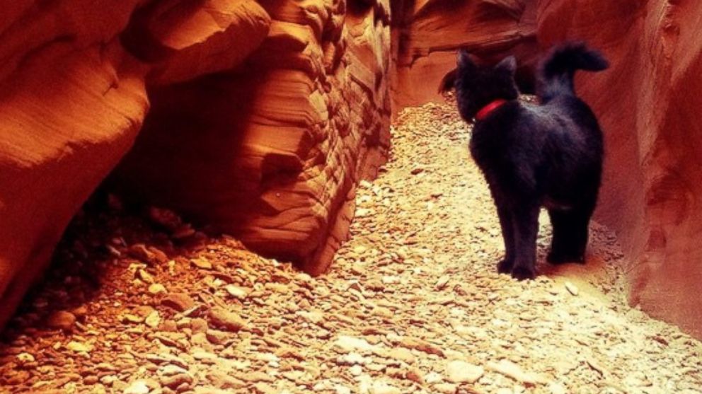 Millie the climbing cat has traveled to places and had adventures most people only dream of. 