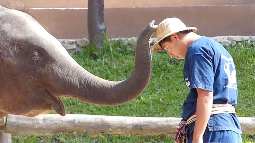 Thailand Tourists Get Massaged By 3 Ton Elephants Abc News