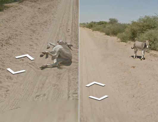 Donkey Dust Bath on Google Street View Picture | Google Street View: Oregon  Grandma Lives On - ABC News
