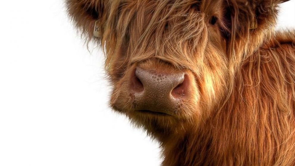 Shaggy Highland ponies and Highland cows are equally adorable mascots for Tartan Week.