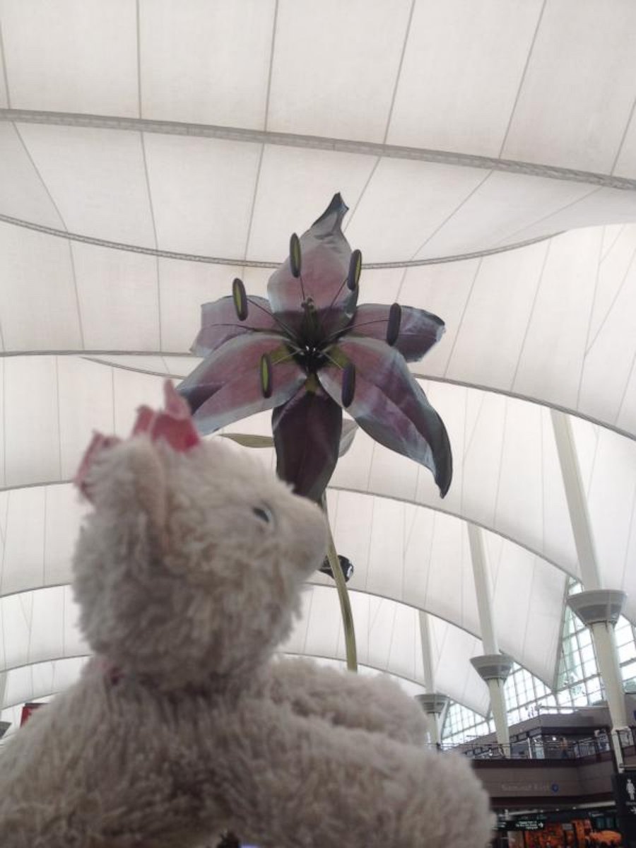 PHOTO: Princess Kitty did some people watching from the main terminal at Denver International Airport.
