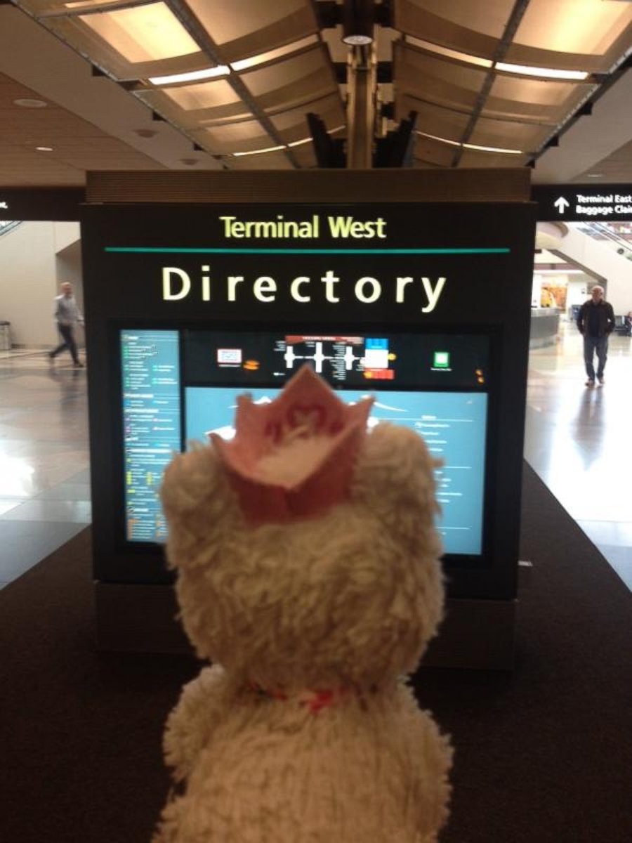 PHOTO: On one of the concourses at Denver International Airport, Princess Kitty looked at a map.