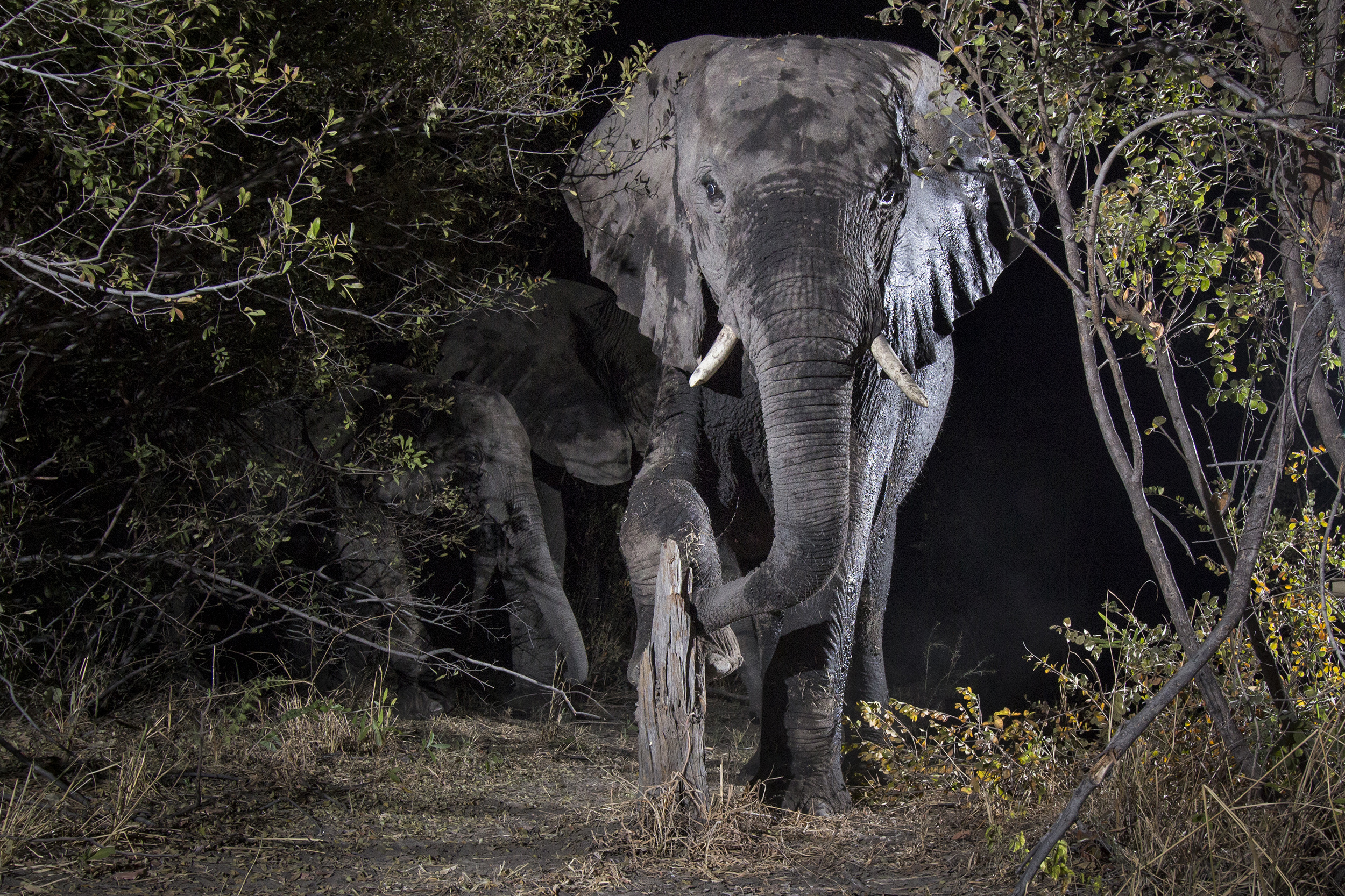PHOTO: Photographer Will Burrard-Lucas captured unique photos of wildlife in the Namibia region of the Kavango Zambezi Transfrontier Conservation Area, known as KAZA, for the World Wildlife Fund. 