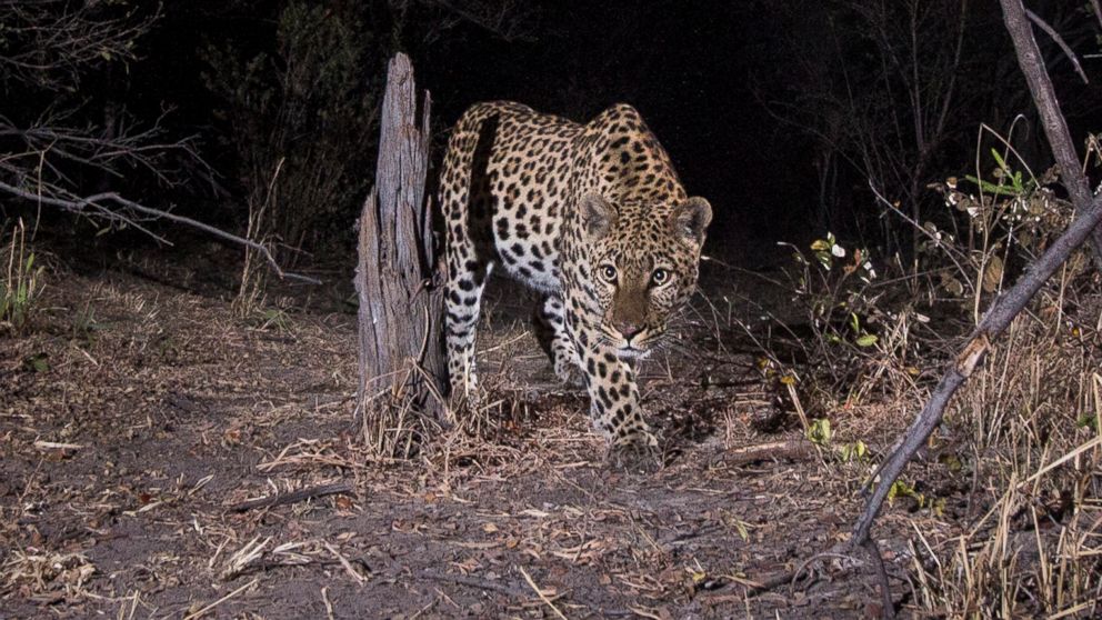 WWF Releases Rare Images of African Wildlife - ABC News