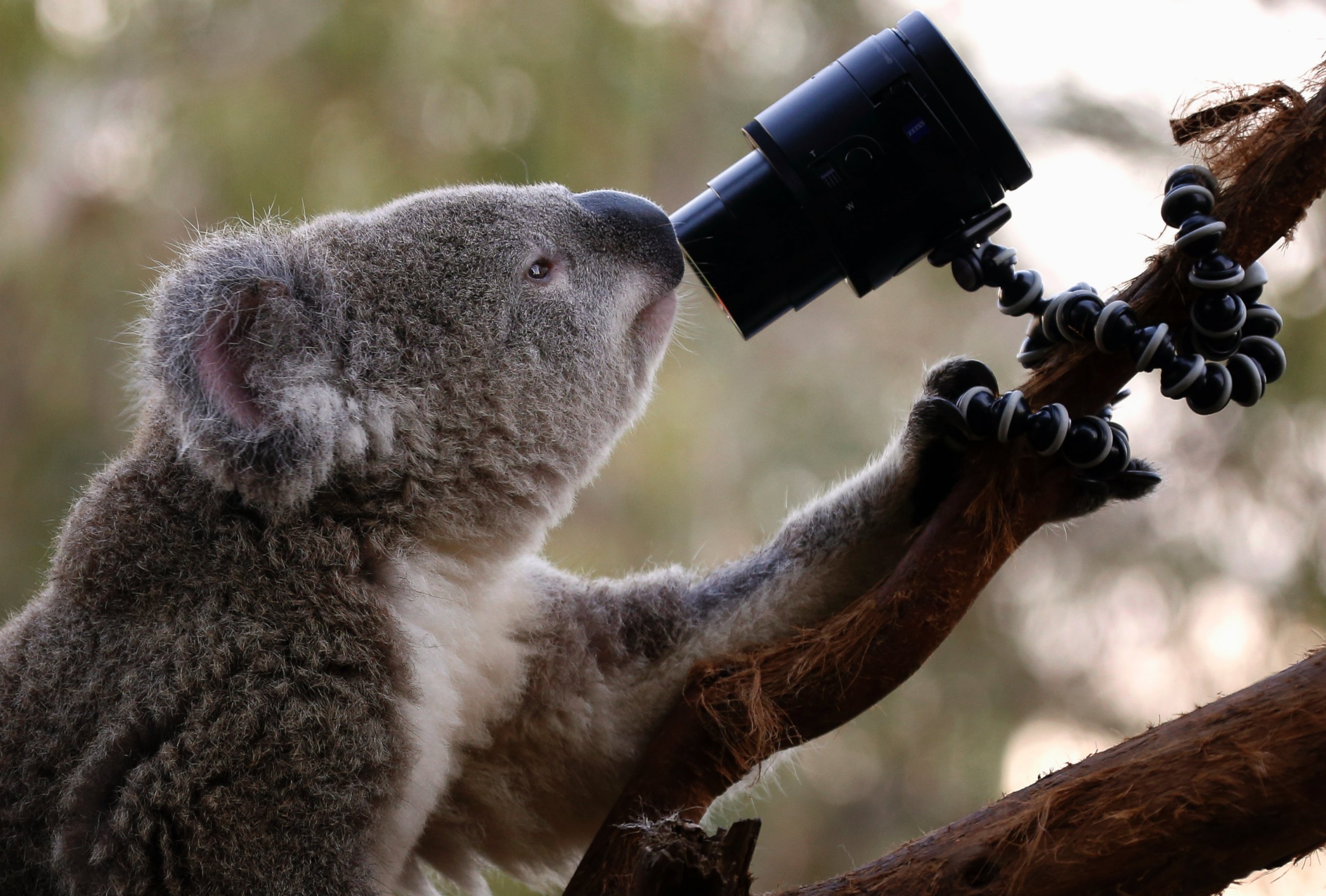 PHOTO: An Australian Koala looks at a camera as it sits atop a branch in its enclosure at Wild Life Sydney Zoo April 3, 2014. 
