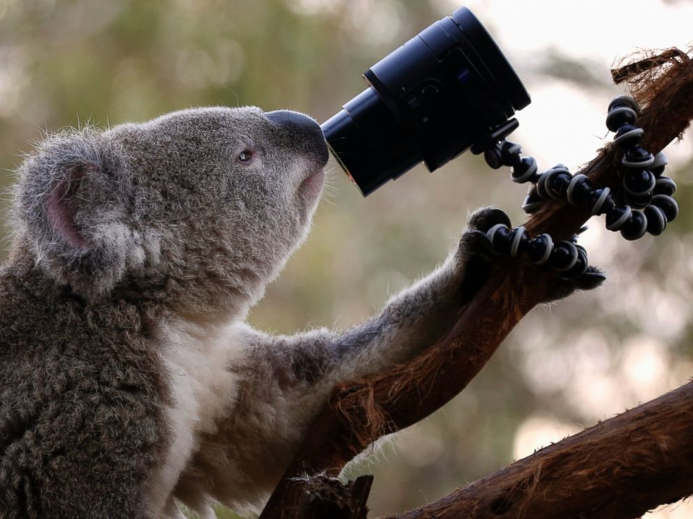 PHOTO: An Australian Koala looks at a camera as it sits atop a branch in its enclosure at Wild Life Sydney Zoo April 3, 2014.