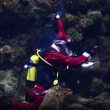 Even the fish at Malta's national aquarium got a visit from Santa this year—in full dive equipment.