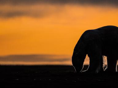 A tiny Arctic village in Alaska is trying to revive its polar bear tourism industry