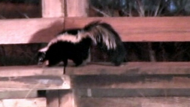 VIDEO: Skunks in Sacramento, Calif., look for food, companionship during mating season.