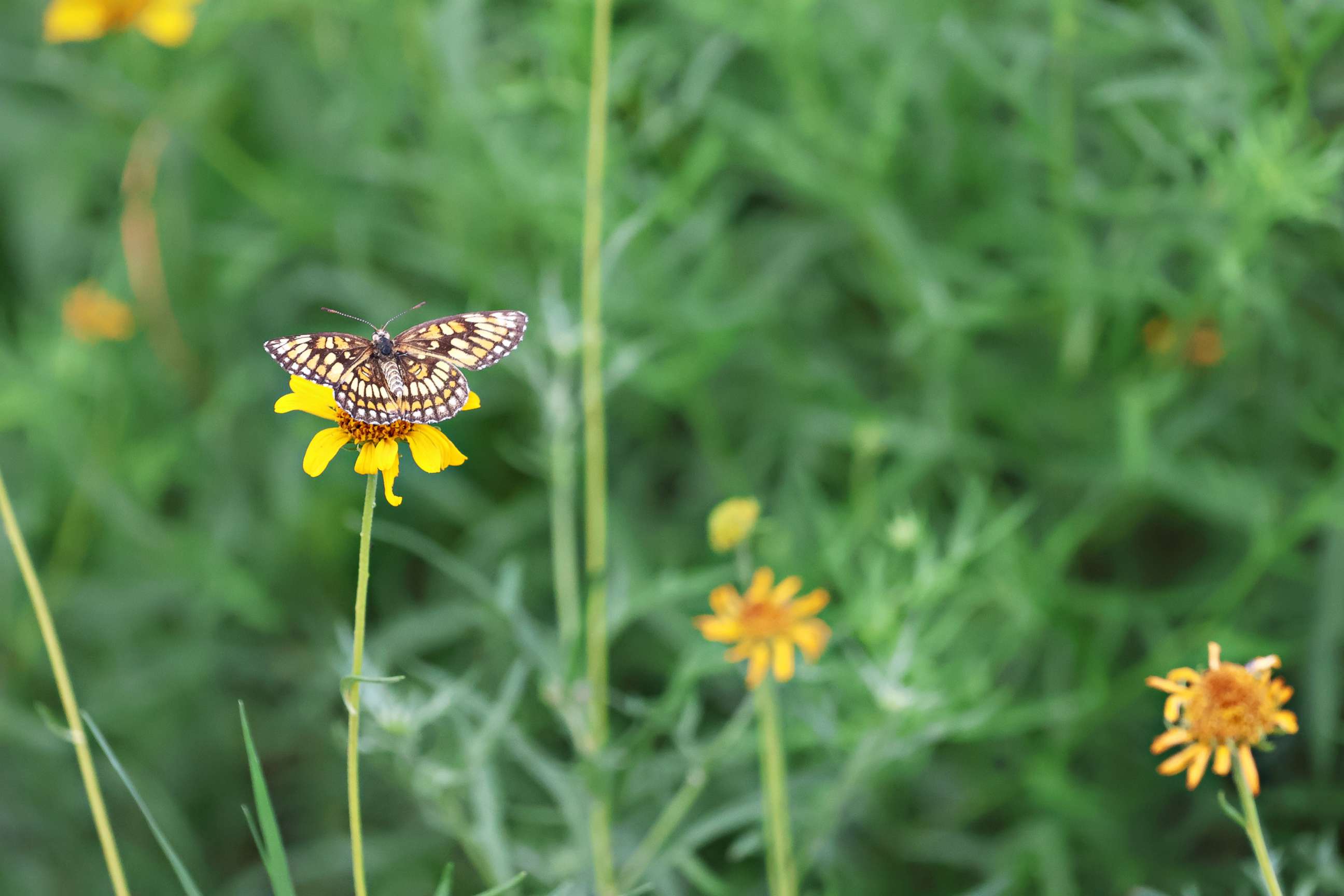 PHOTO: A butterfly is seen in this photo taken on Oct. 15, 2022.