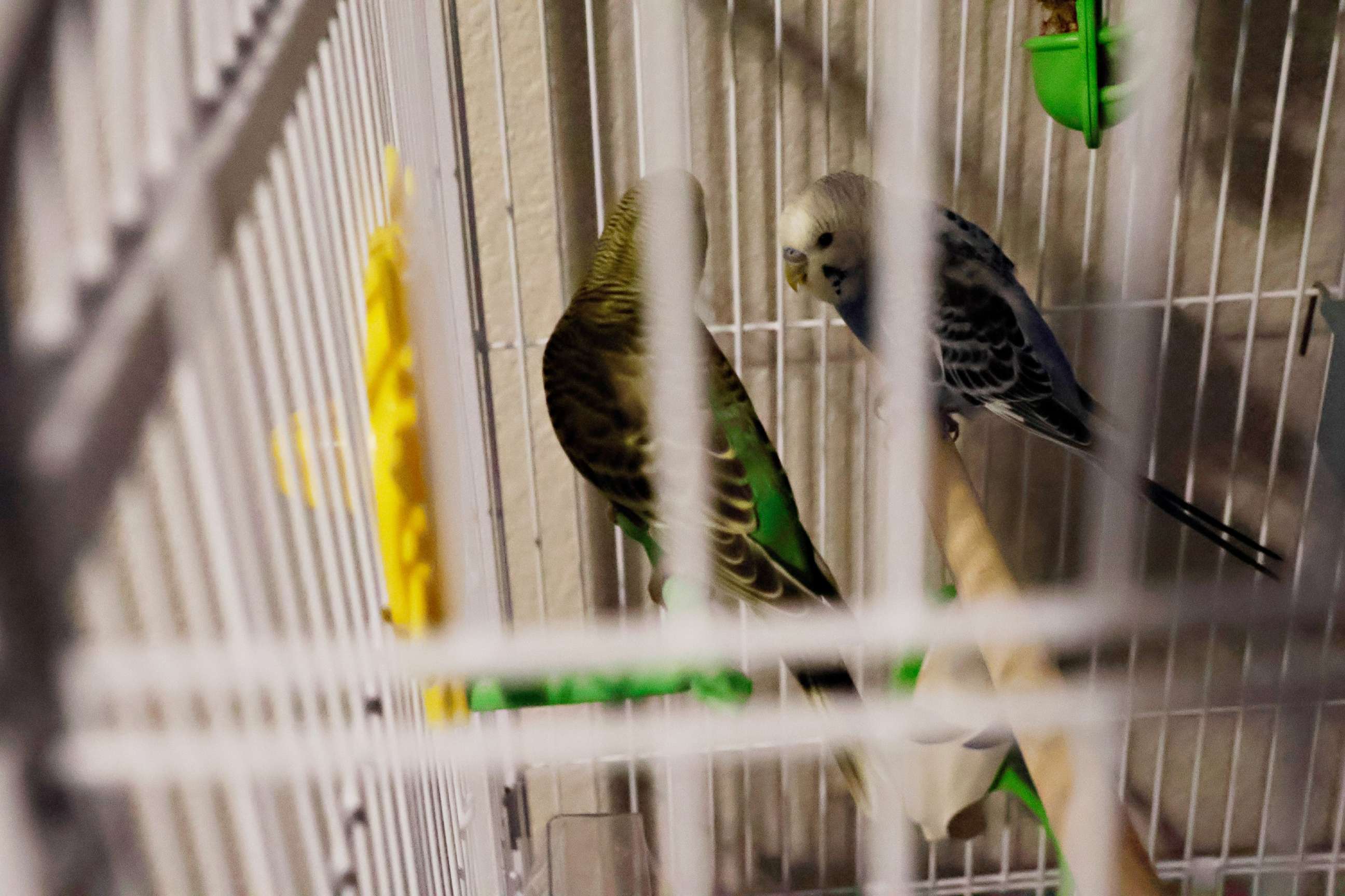 PHOTO: Noah's parakeets, Saul, left, and Rico, right, are seen in his room at his home in Uvalde, Texas, on Oct. 22, 2022