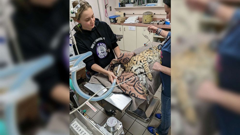 PHOTO: Amiry getting treated for his injuries by Cincinnati Animal Care. The Serval suffered a broken leg when found and a toxicology reported found he tested positive for cocaine.