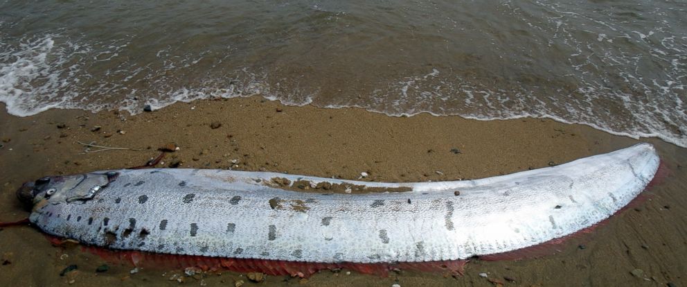 Conservation Workers Discover 13-Foot Oarfish Washed Up on Beach - ABC News