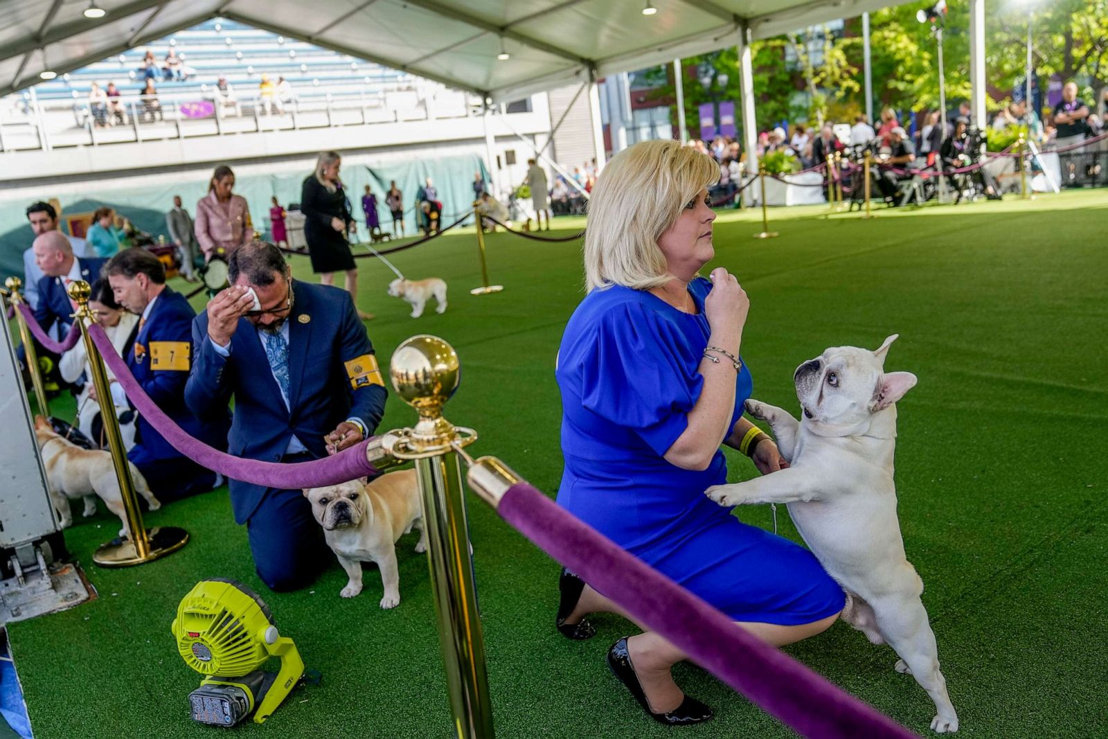 Inside the Westminster Dog Show 2023 in New York City Photos Image