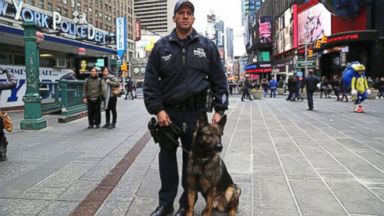 VIDEO: NYPD adopts first military dog in the force.